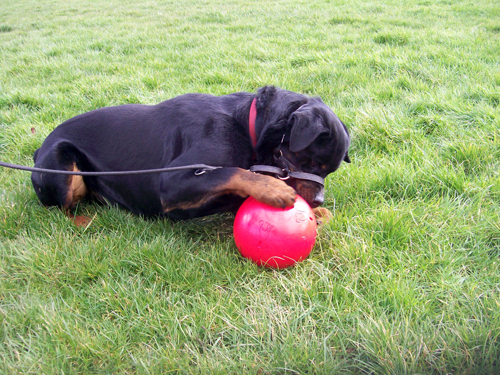 boomer ball